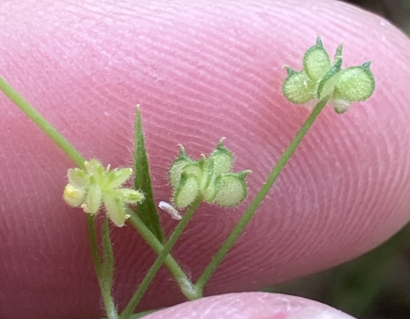 Delicate Buttercup photo 6