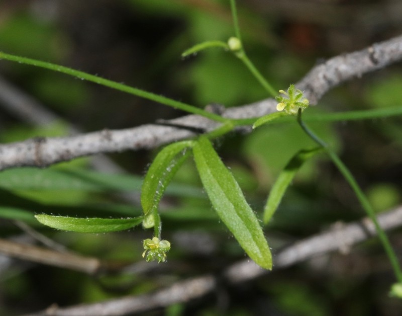 Delicate Buttercup photo 7