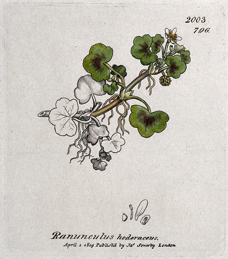 Ivy Buttercup photo 2