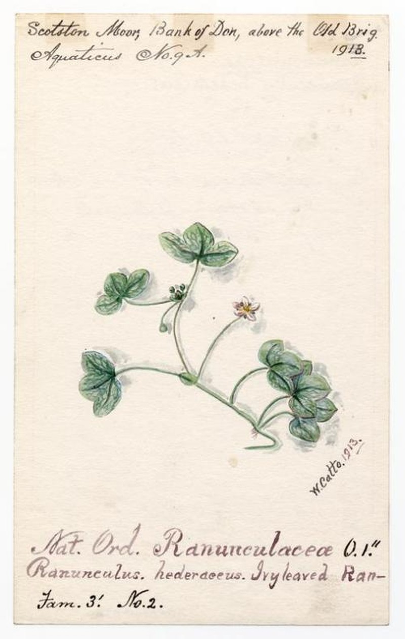 Ivy Buttercup photo 3