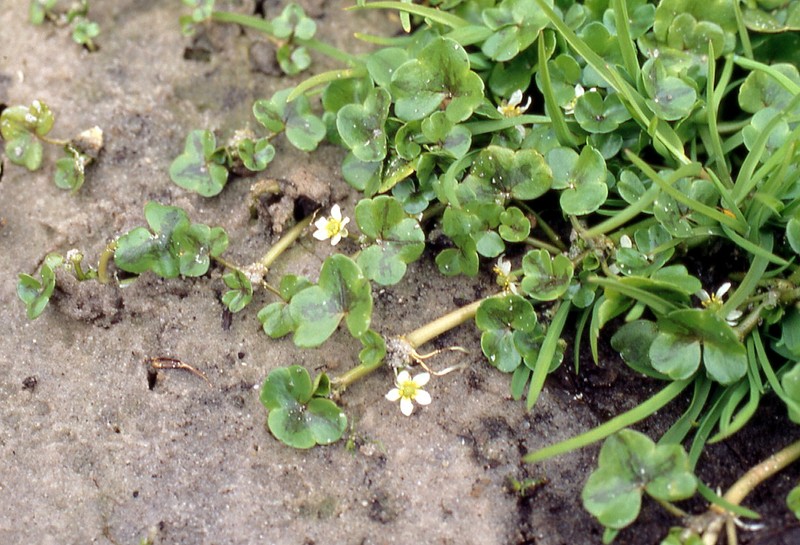 Ivy Buttercup photo 4