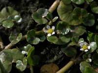 Ivy Buttercup