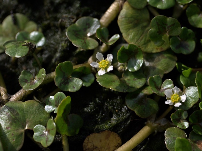 Ivy Buttercup