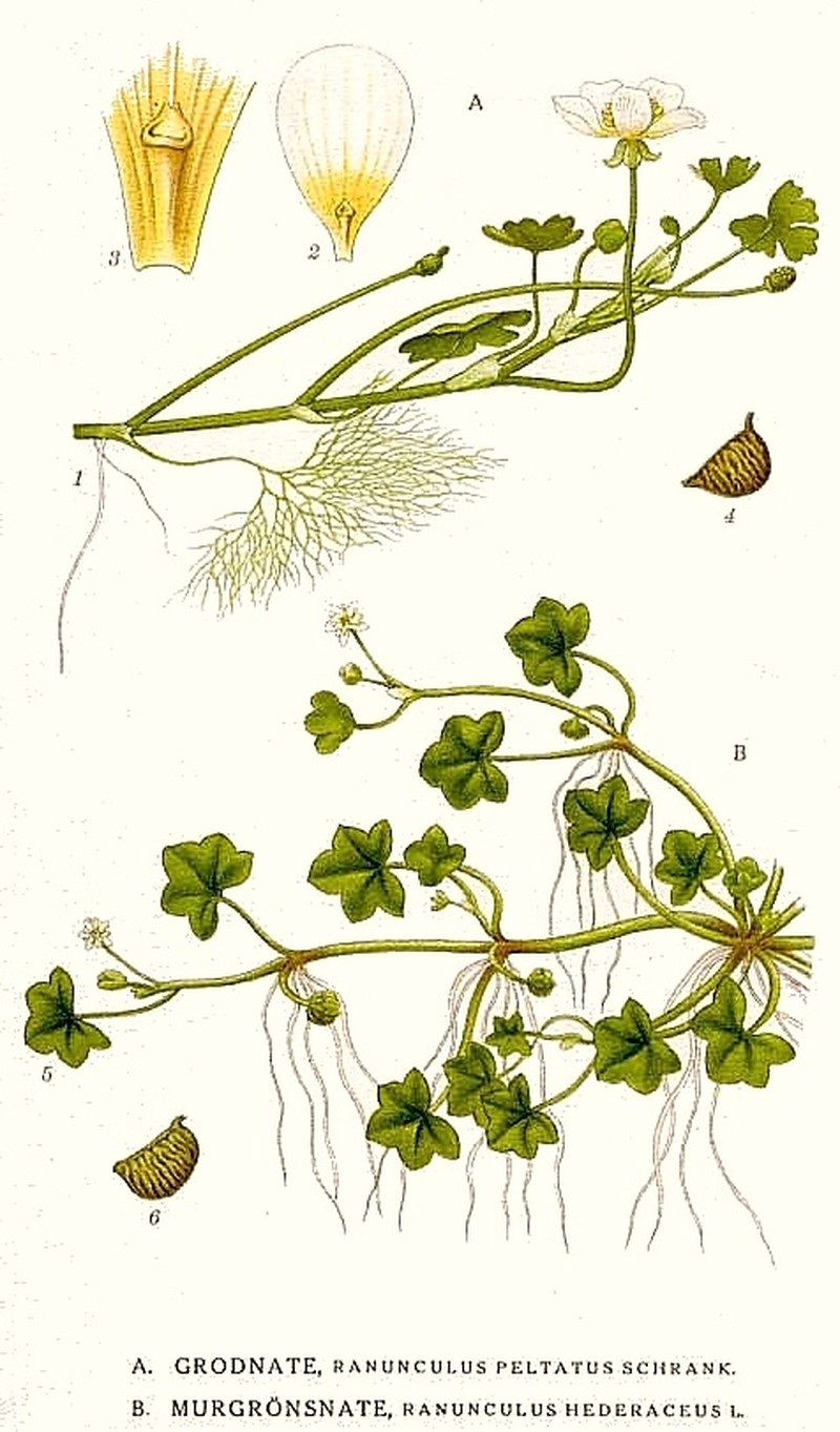Ivy Buttercup photo 5