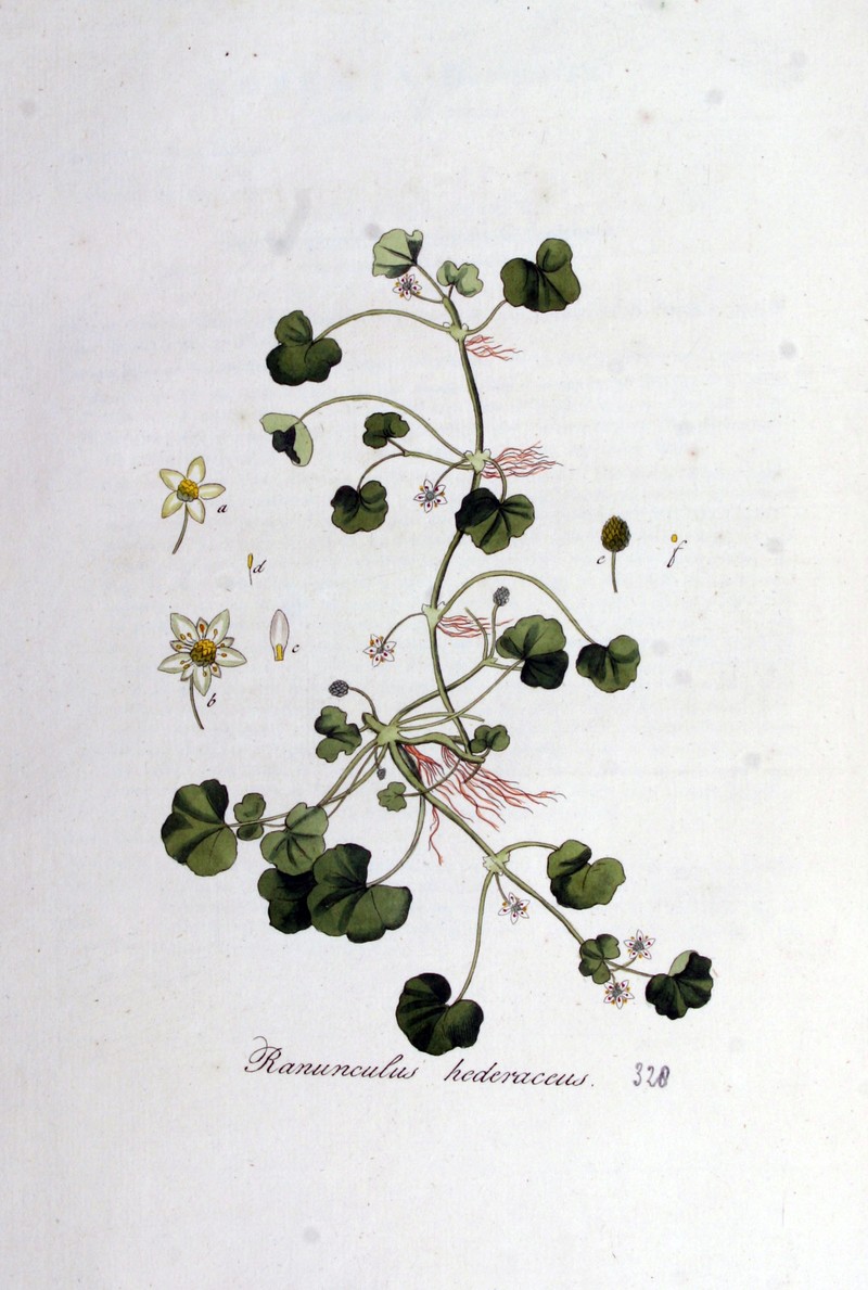 Ivy Buttercup photo 6