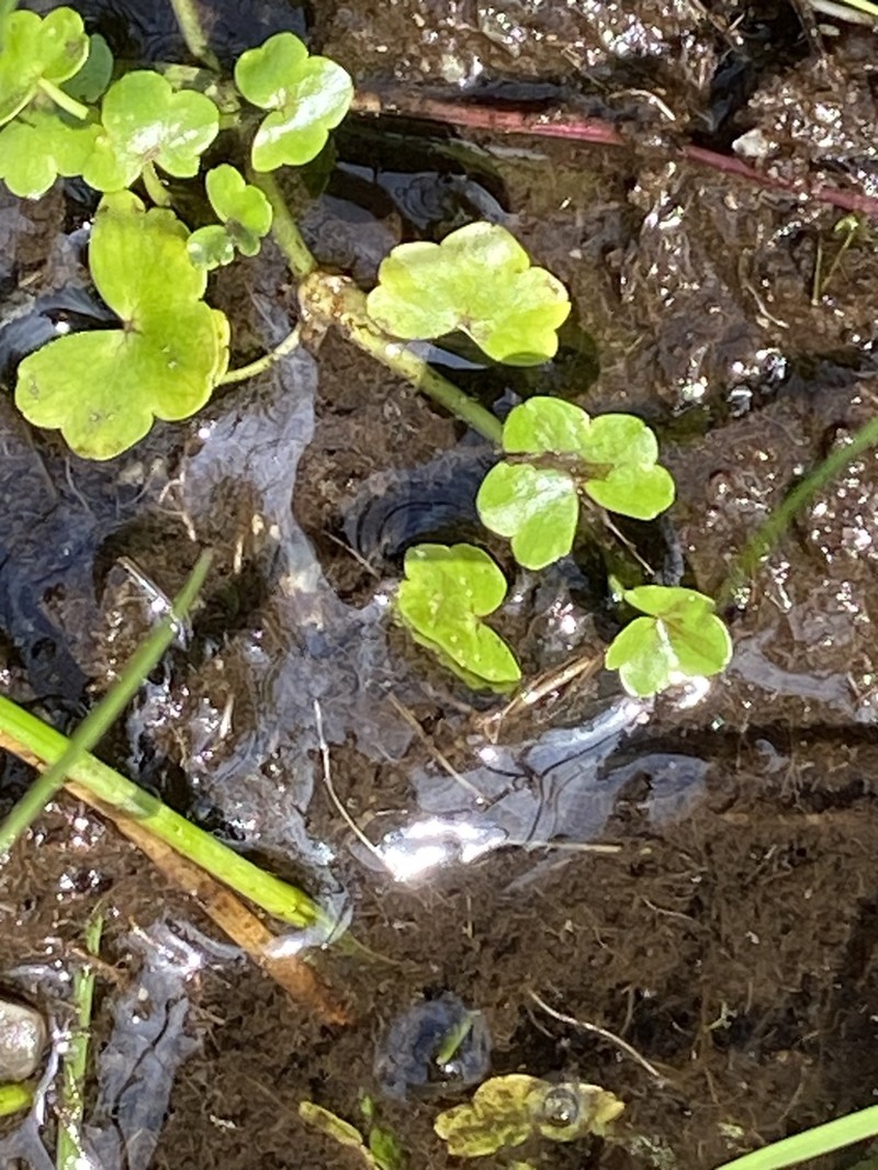 Ivy Buttercup photo 3