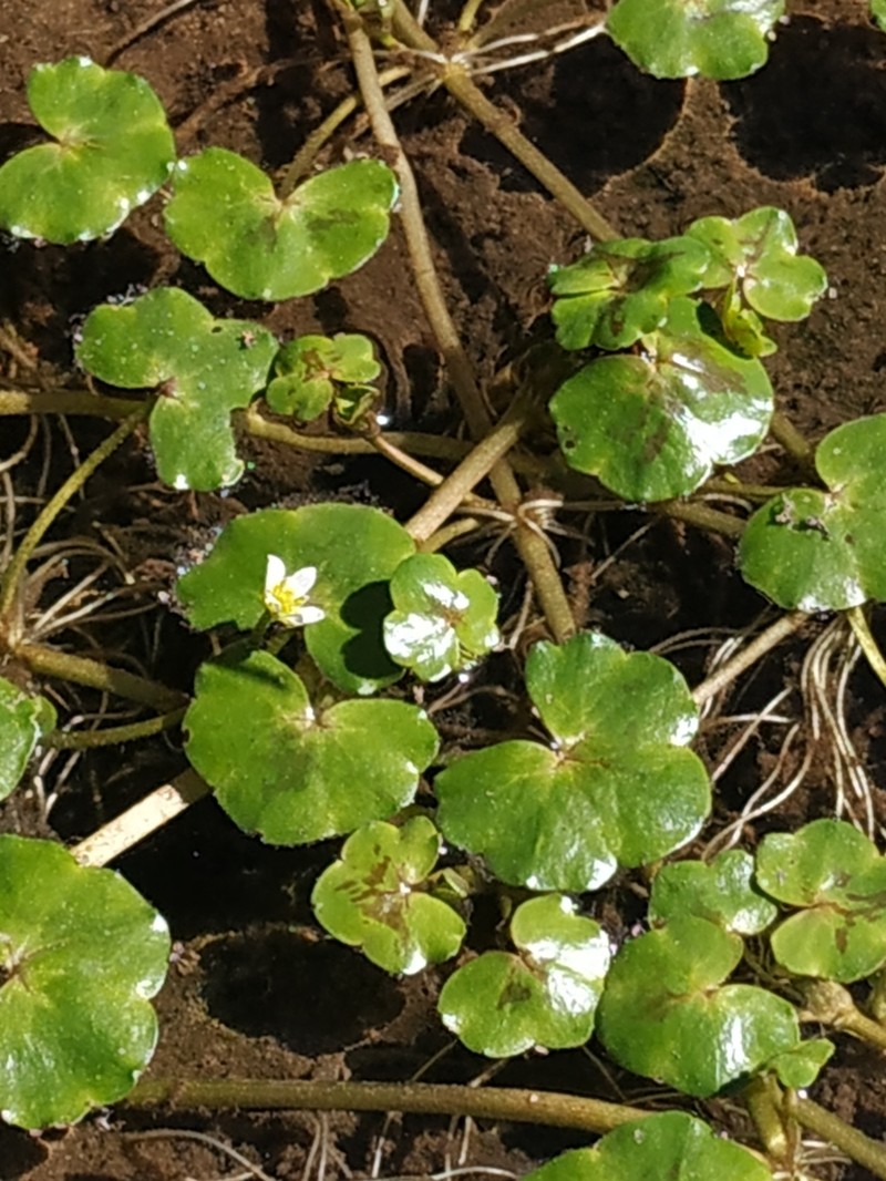 Ivy Buttercup photo 4