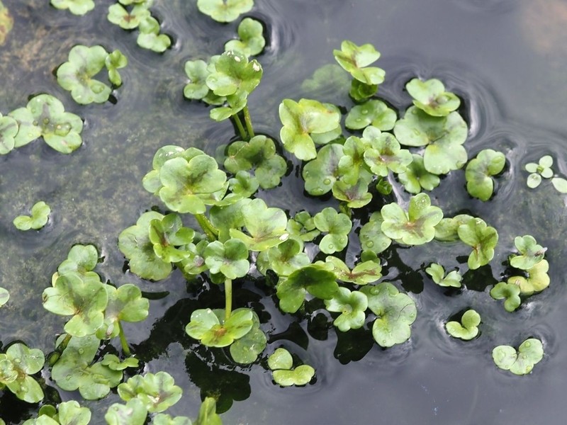 Ivy Buttercup photo 5