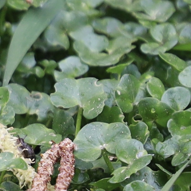 Ivy Buttercup photo 6