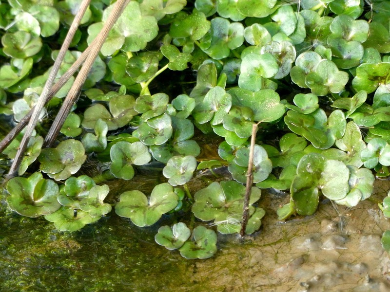 Ivy Buttercup photo 7