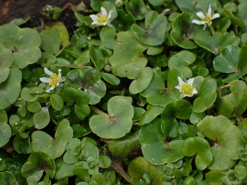 Ivy Buttercup photo 8