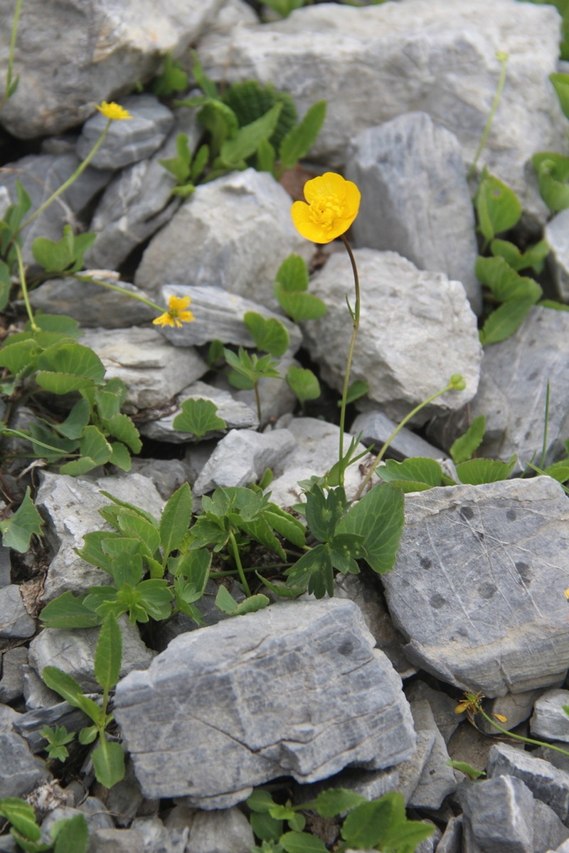 Ranunculus helenae photo 3
