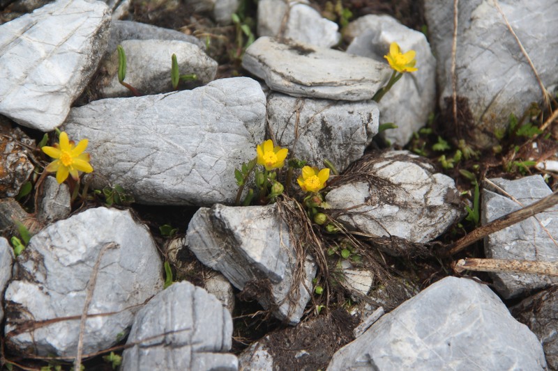 Ranunculus helenae photo 4