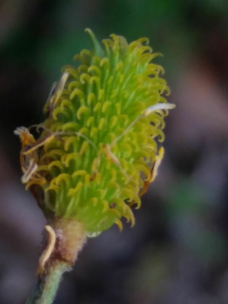 Ranunculus henriquesii