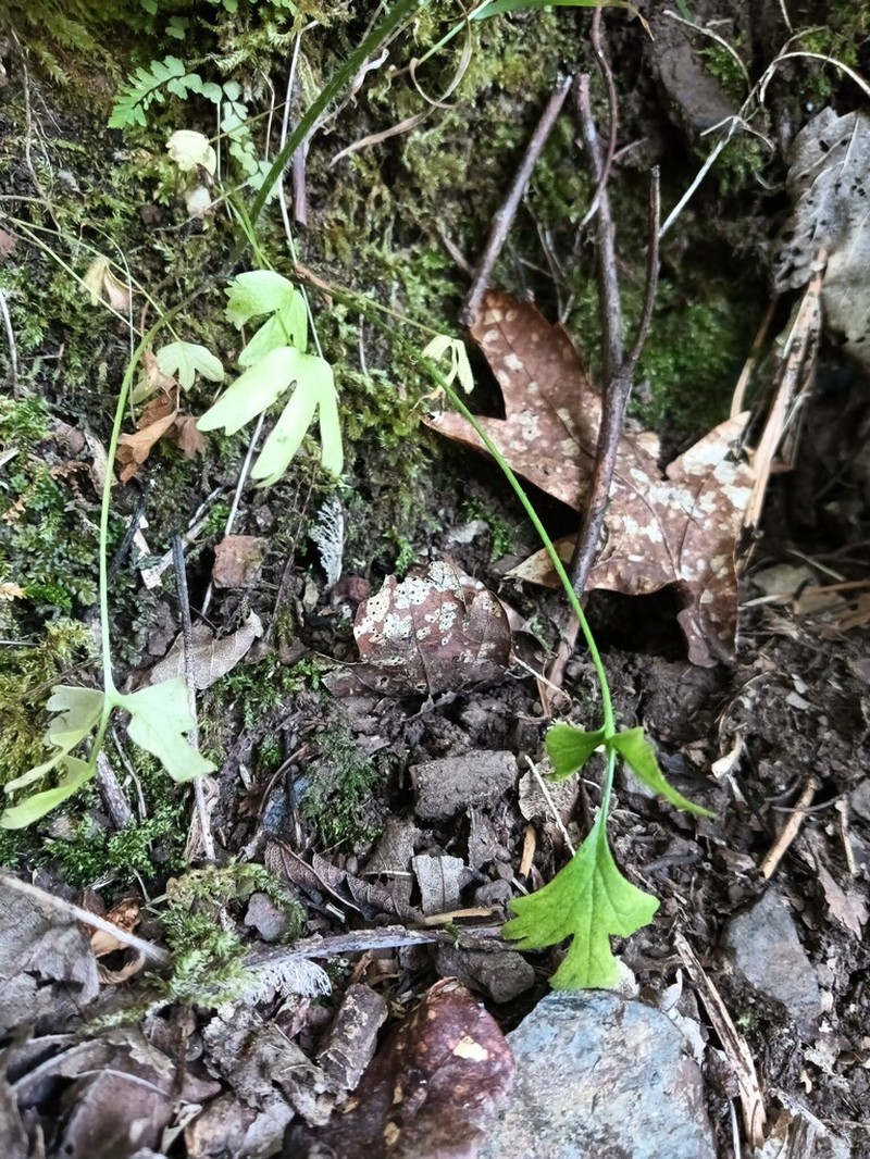 Ranunculus henriquesii photo 2