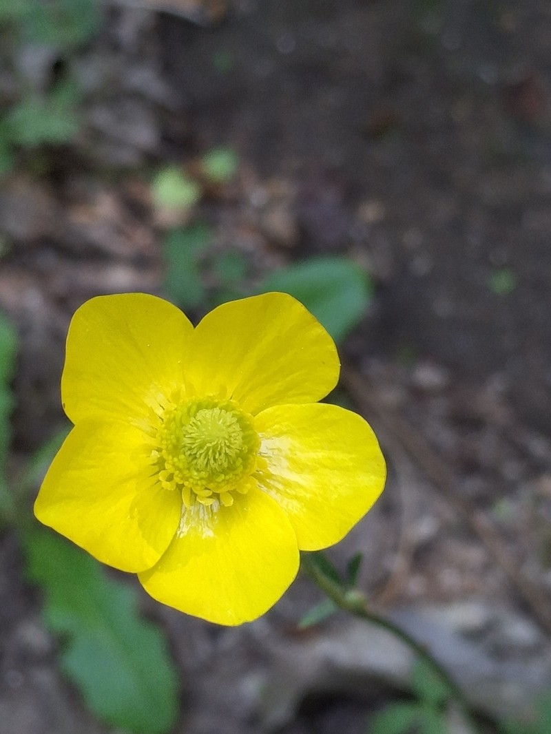 Ranunculus henriquesii photo 3