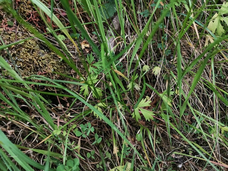 Ranunculus henriquesii photo 4