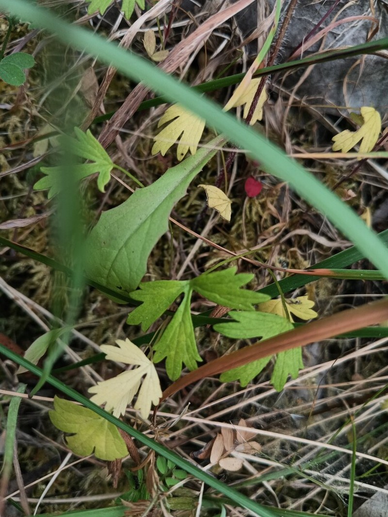 Ranunculus henriquesii photo 5