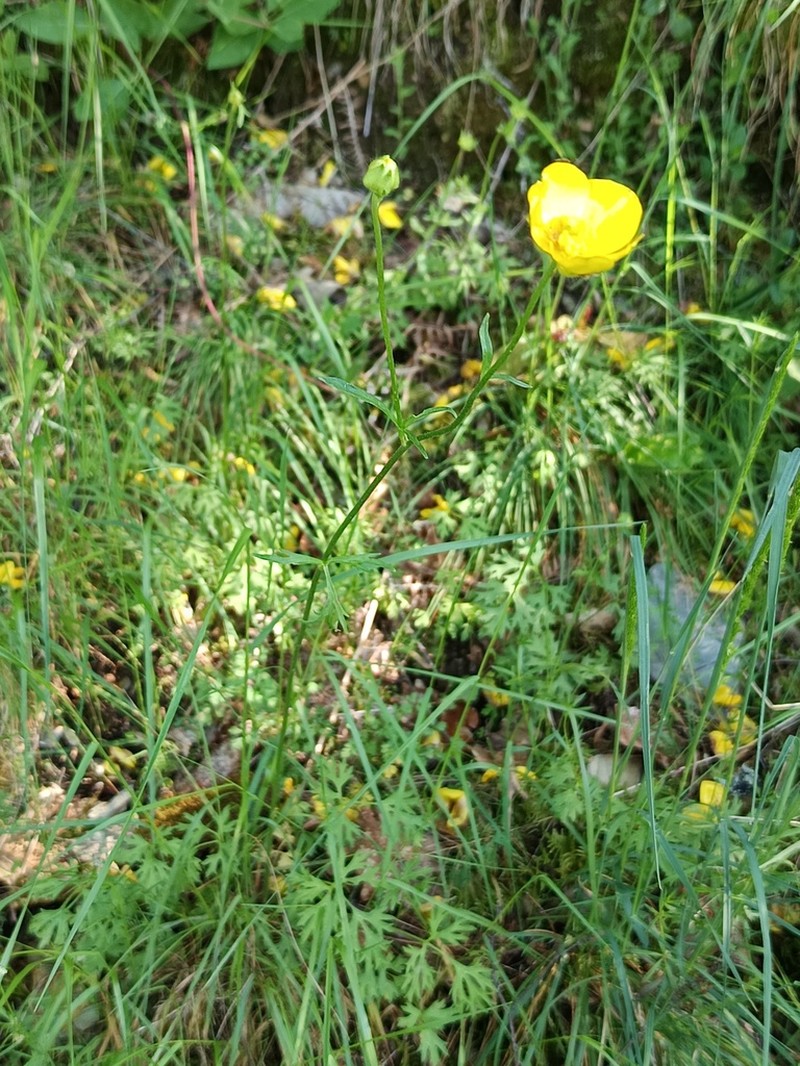 Ranunculus henriquesii photo 6