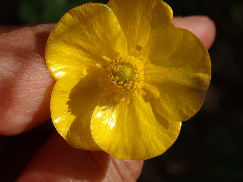 Ranunculus henriquesii photo 7