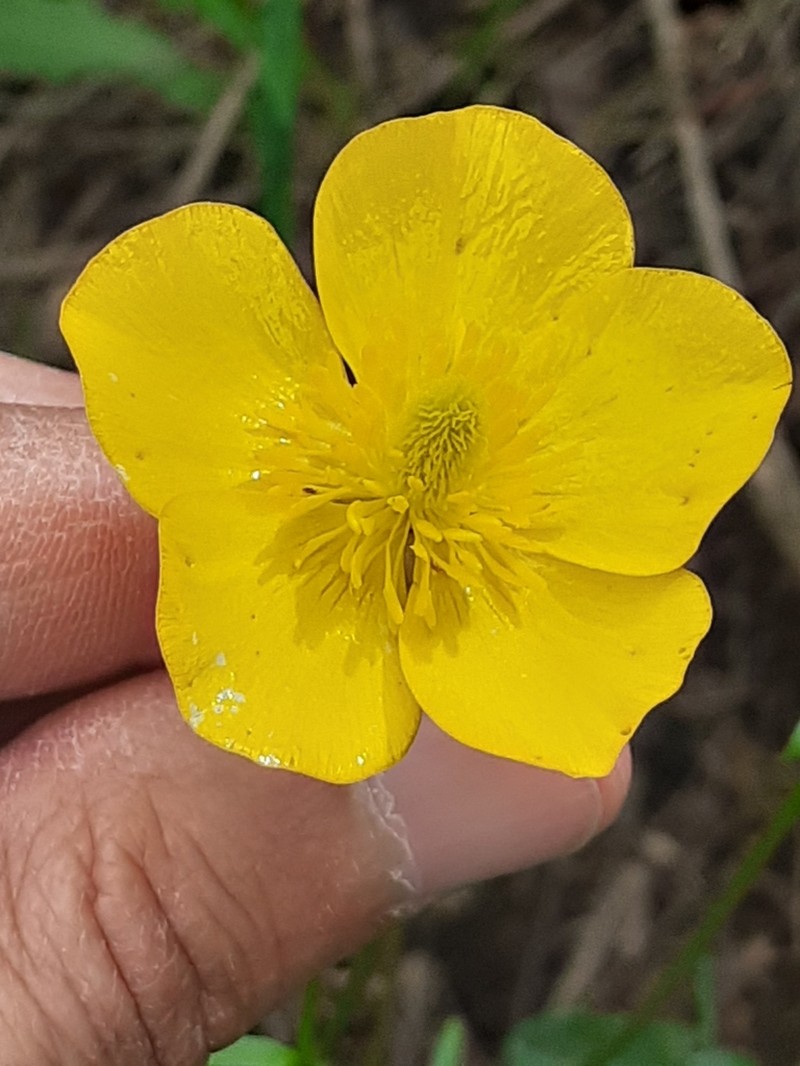 Ranunculus henriquesii photo 8
