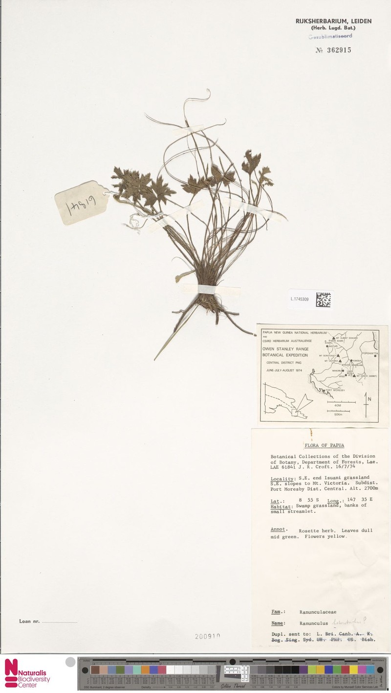 Ranunculus heterotrichus