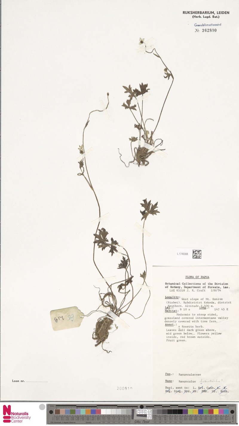 Ranunculus heterotrichus photo 2