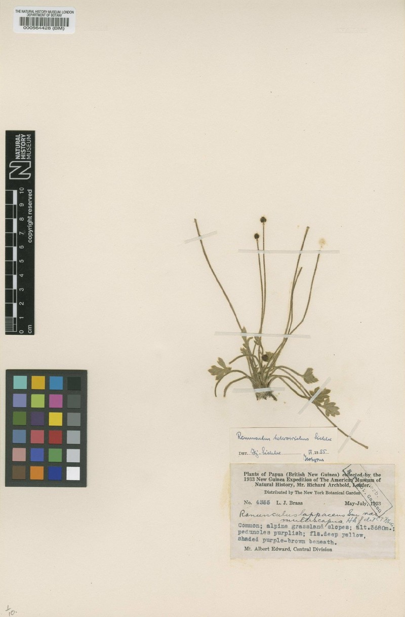 Ranunculus heterotrichus photo 3