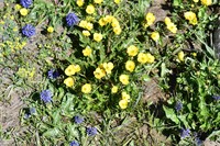 Ranunculus hirtellus