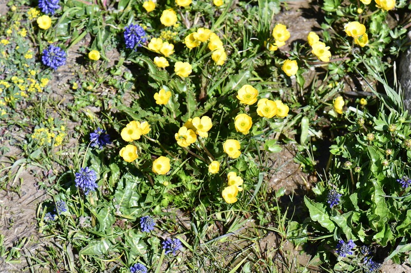 Ranunculus hirtellus