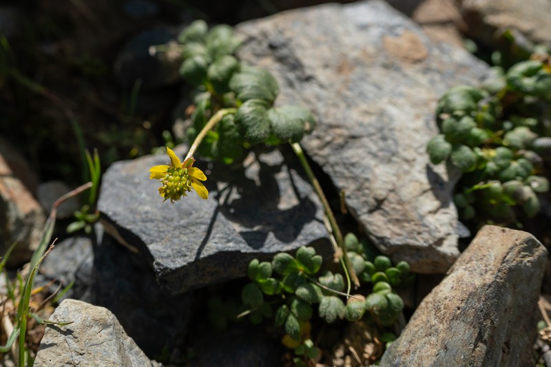 Ranunculus hirtellus var. orientalis