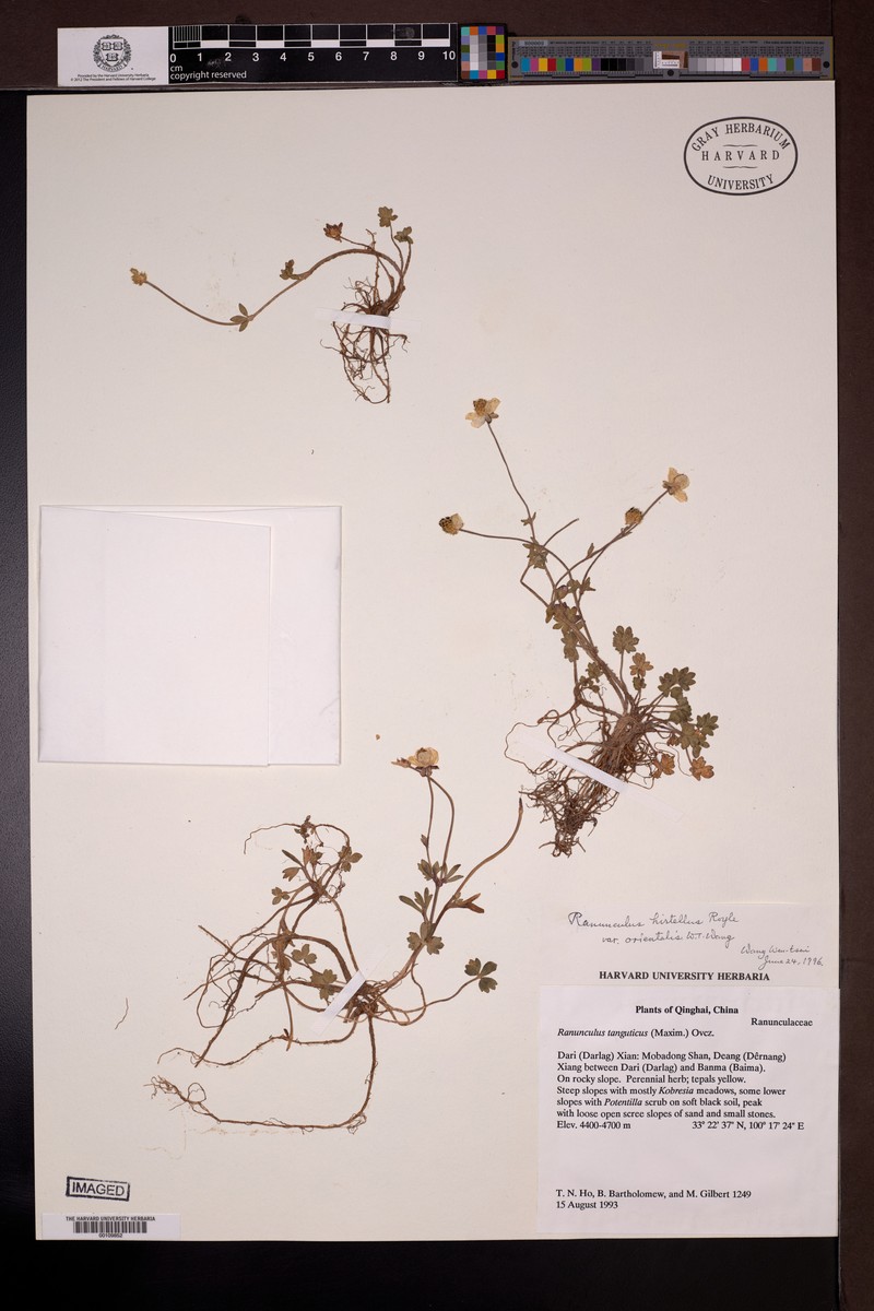 Ranunculus hirtellus var. orientalis photo 2