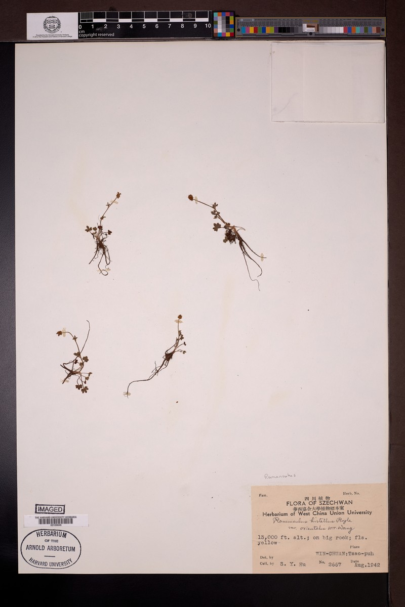 Ranunculus hirtellus var. orientalis photo 3