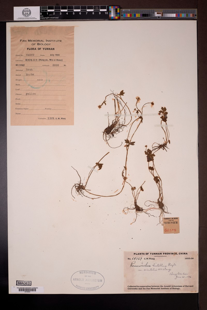 Ranunculus hirtellus var. orientalis photo 4
