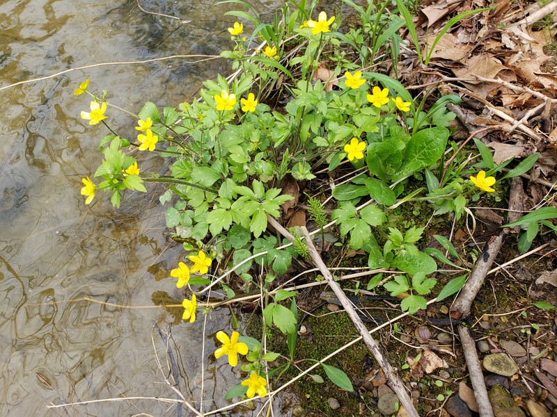 Bristly Buttercup photo 5
