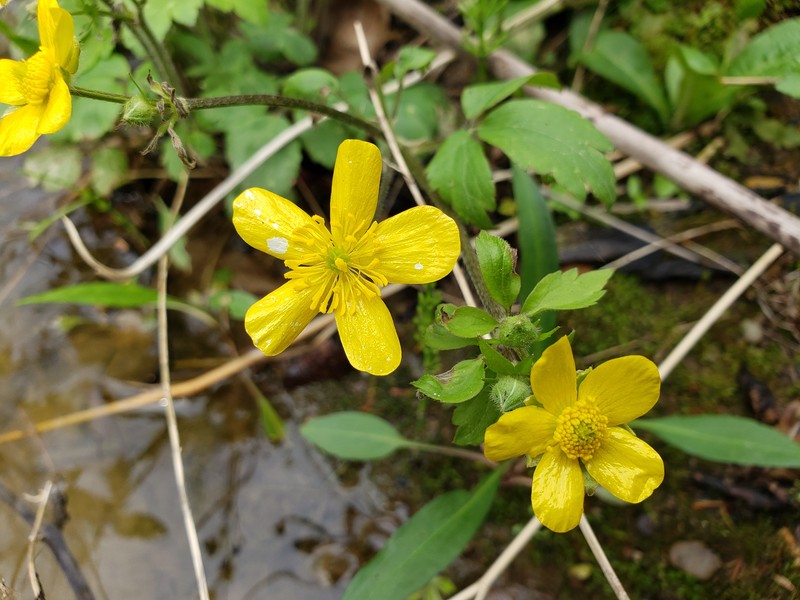 Bristly Buttercup photo 7