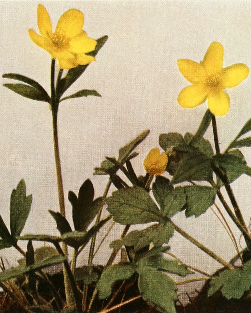 Bristly Buttercup