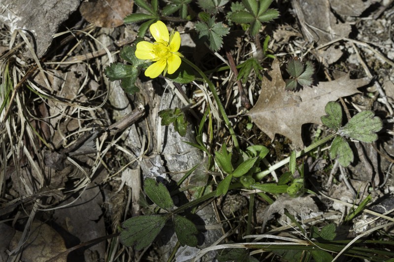 Bristly Buttercup photo 4