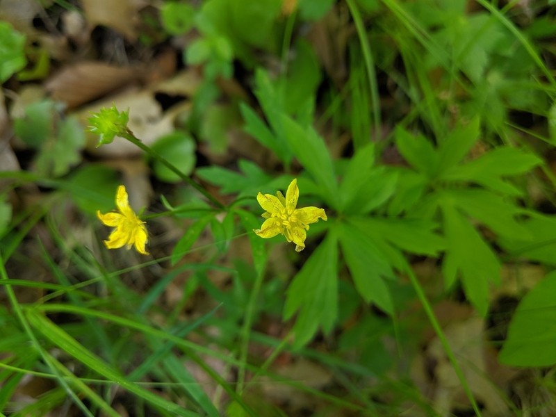 Bristly Buttercup photo 5