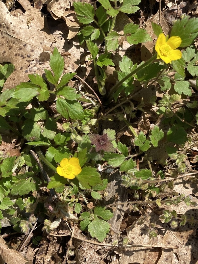 Bristly Buttercup photo 6
