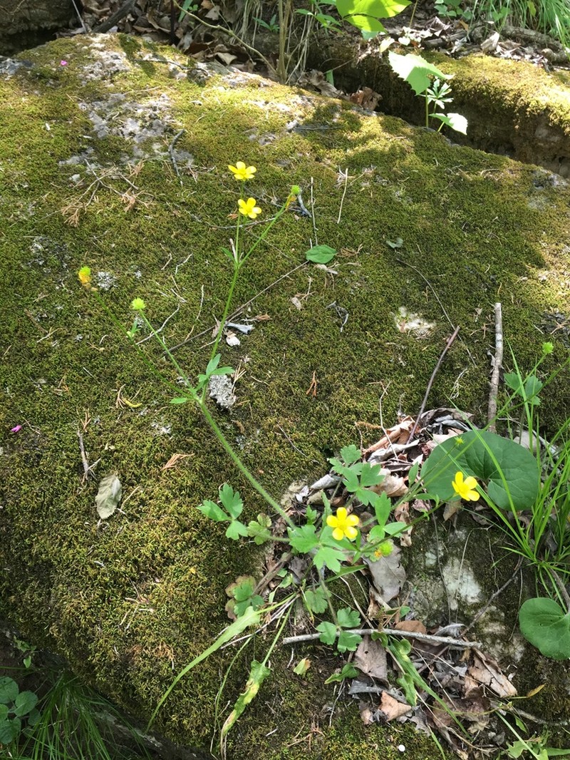 Bristly Buttercup photo 7
