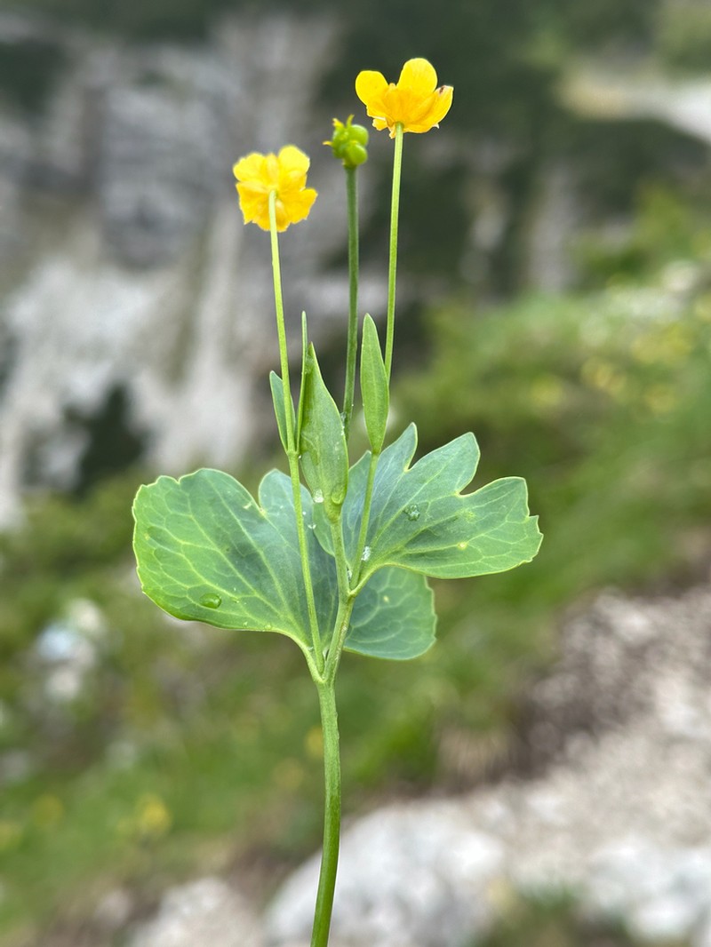 Ranunculus hybridus