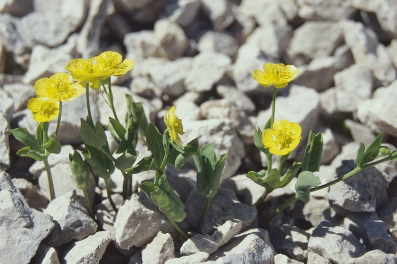 Ranunculus hybridus photo 2