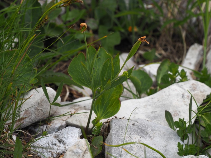 Ranunculus hybridus photo 3