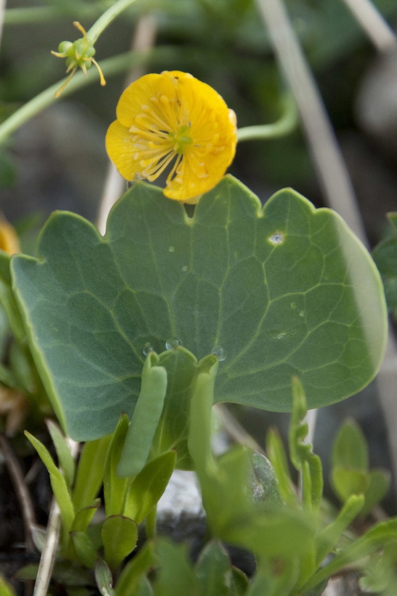 Ranunculus hybridus photo 4