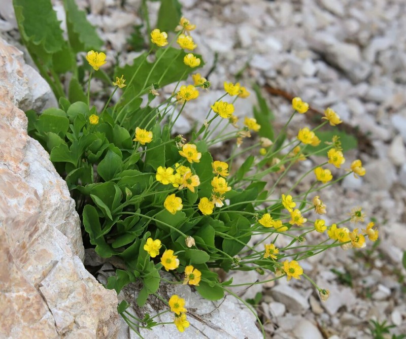 Ranunculus hybridus photo 5