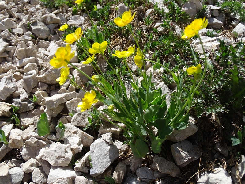 Ranunculus hybridus photo 6
