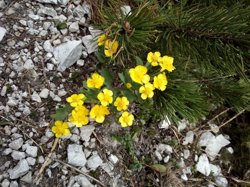Ranunculus hybridus photo 7