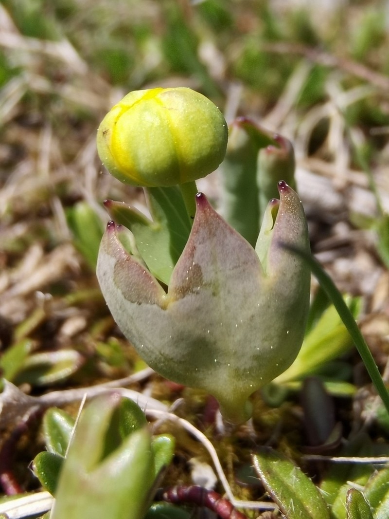 Ranunculus hybridus photo 8