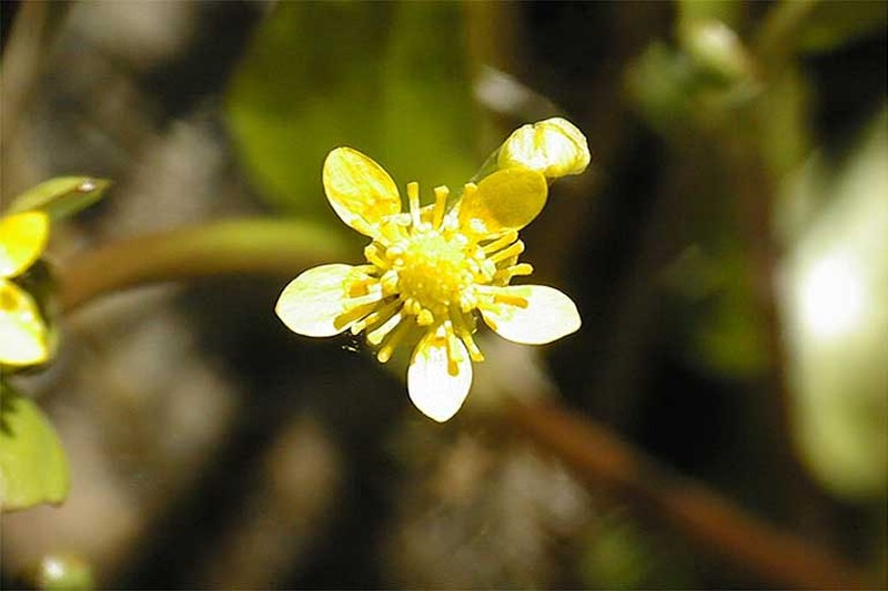 Frogbit Buttercup